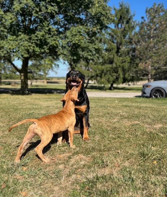 Enlarge Buck, a Adopted mixed breed in Appin, ON image 1/6