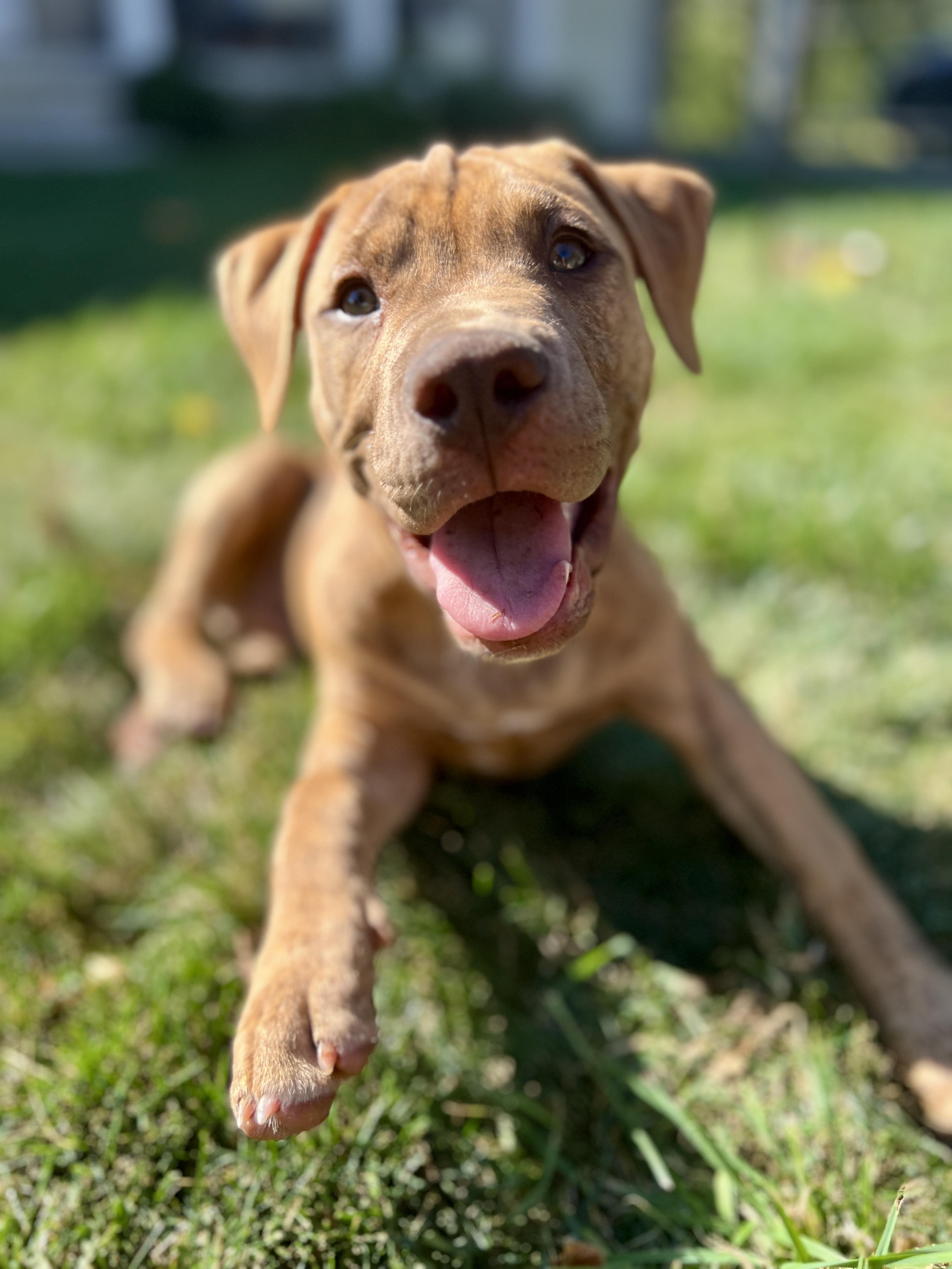 Enlarge Buck, a Adopted mixed breed in Appin, ON image 2/6