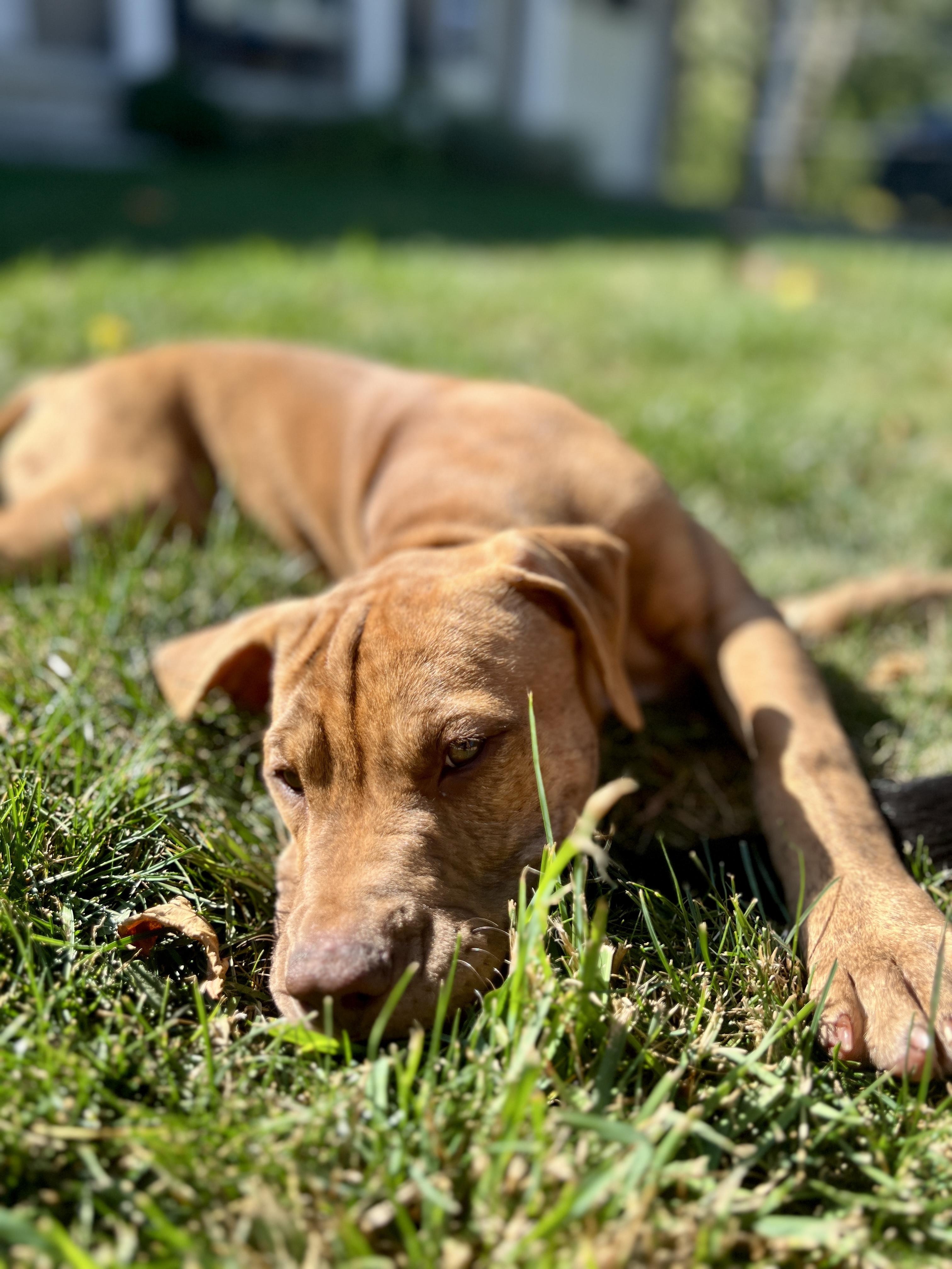 Enlarge Buck, a Adopted mixed breed in Appin, ON image 3/6