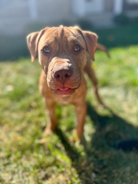 Enlarge Buck, a Adopted mixed breed in Appin, ON image 4/6