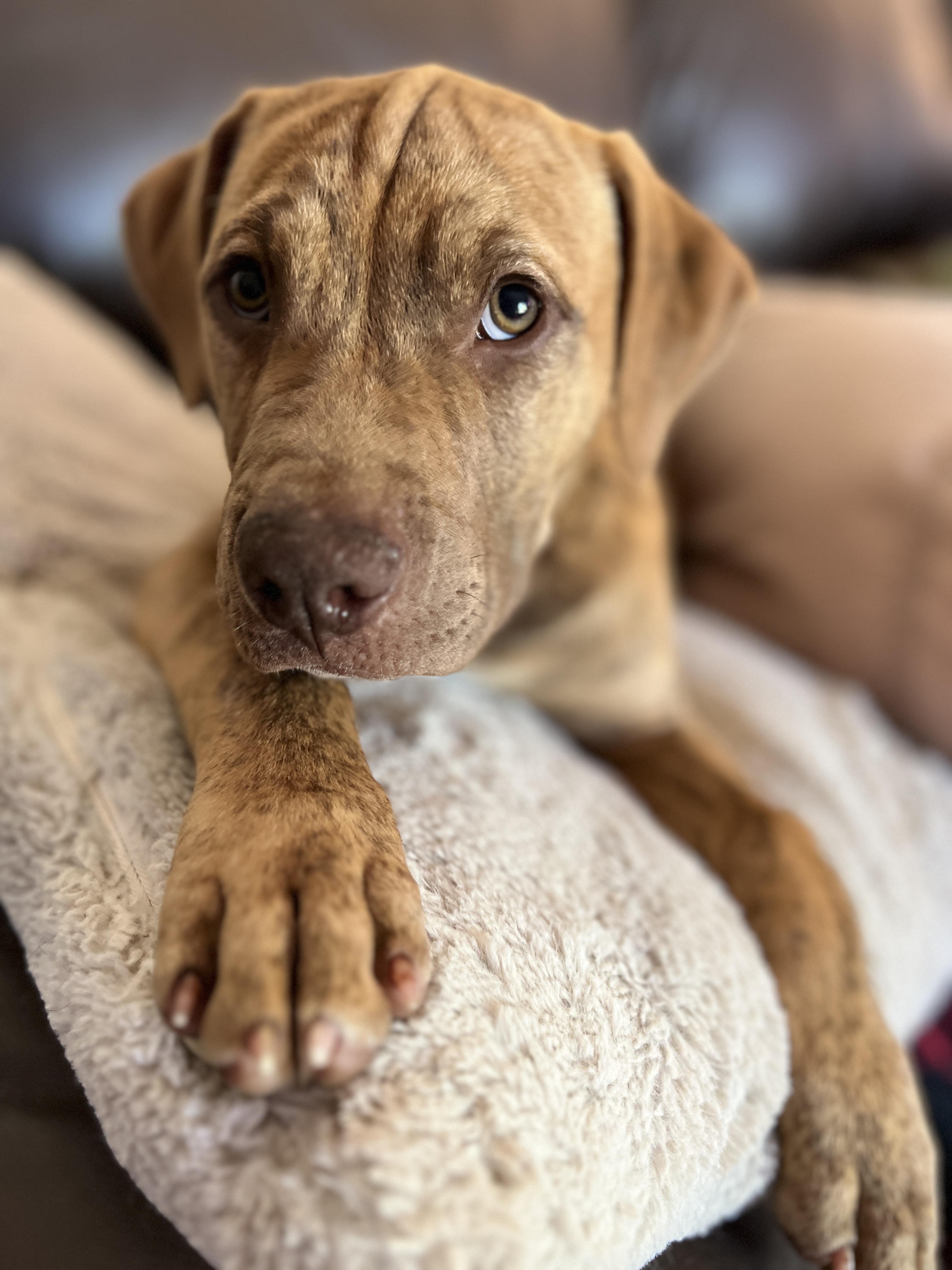 Enlarge Buck, a Adopted mixed breed in Appin, ON image 5/6