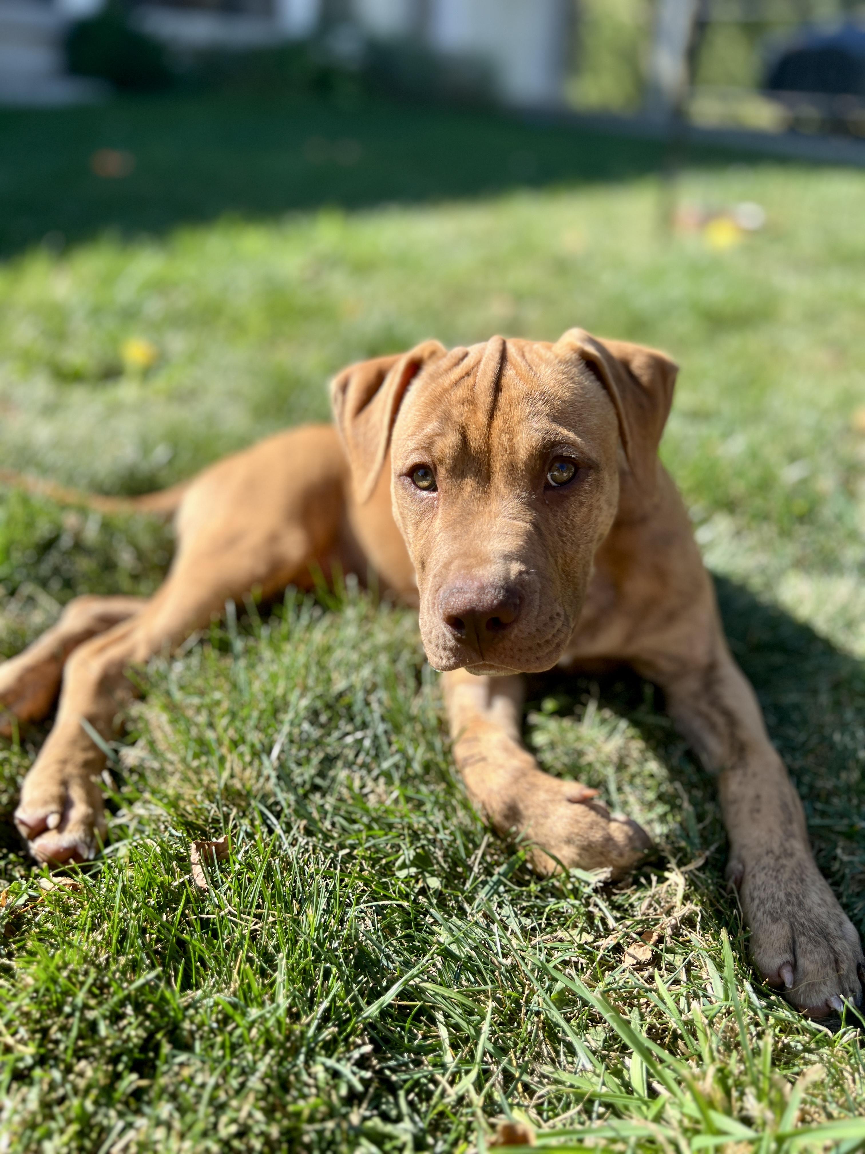 Enlarge Buck, a Adopted mixed breed in Appin, ON image 6/6