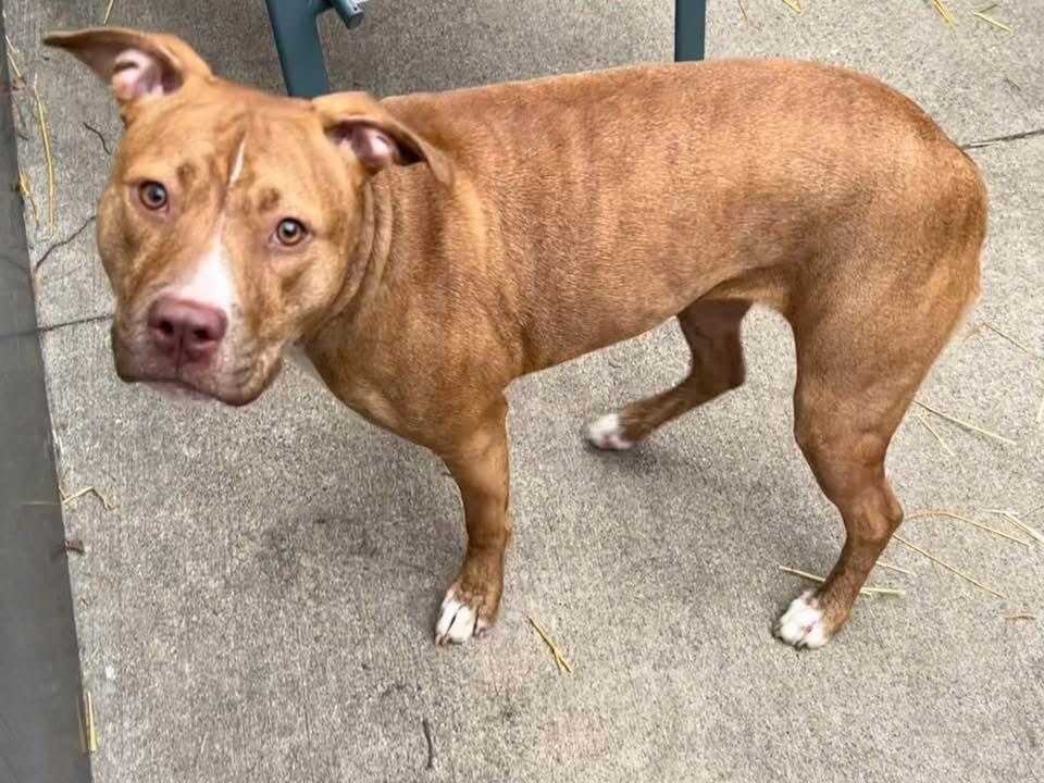Enlarge Marilla, a ADOPTABLE Pit Bull Terrier in Chicago, IL image 2/5