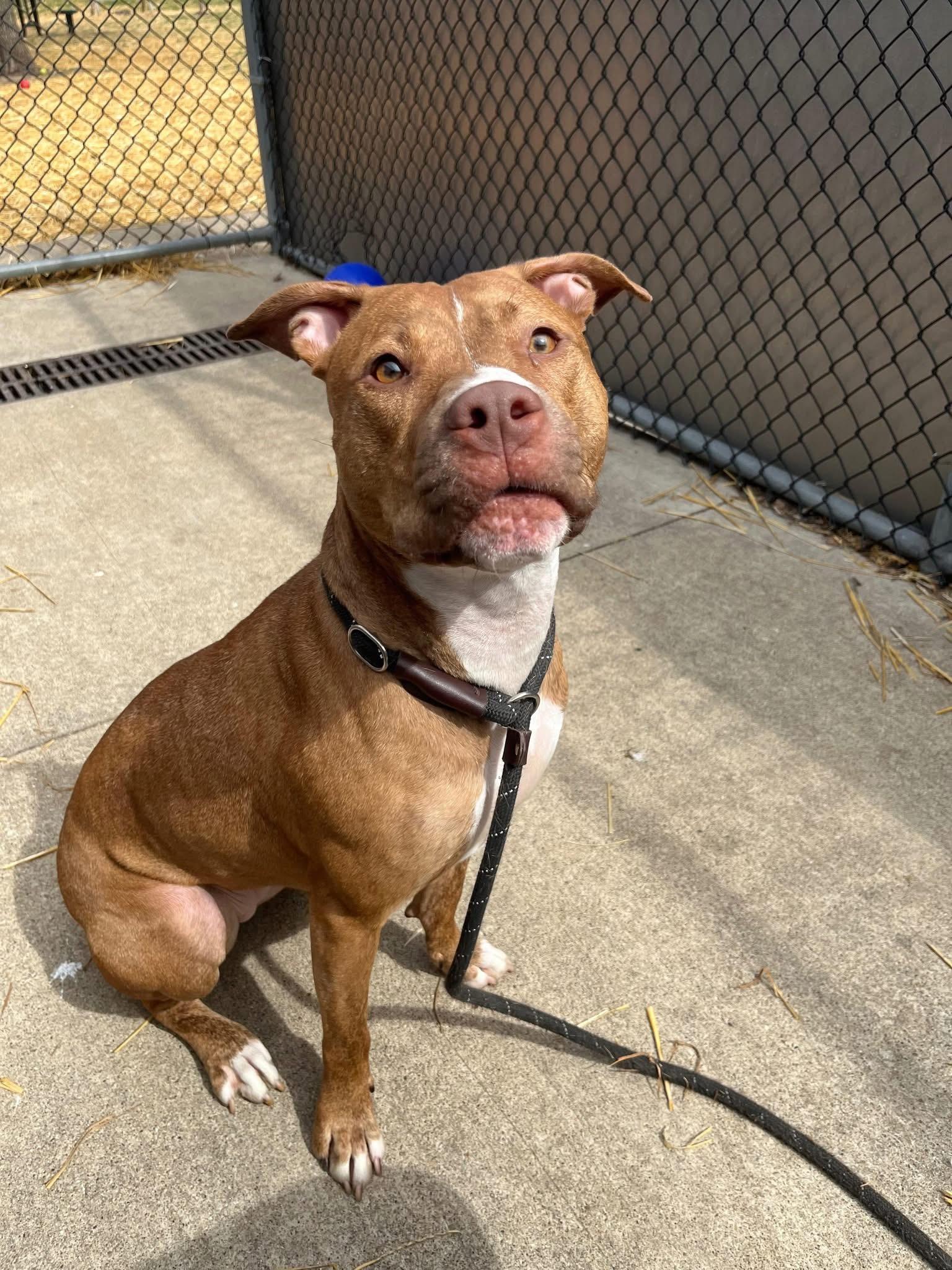 Enlarge Marilla, a ADOPTABLE Pit Bull Terrier in Chicago, IL image 3/5