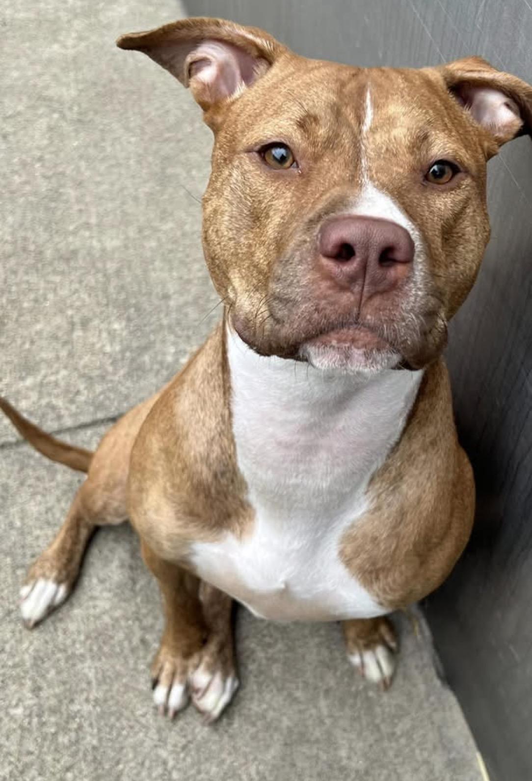 Marilla, ADOPTABLE, Young Female Pit Bull Terrier.