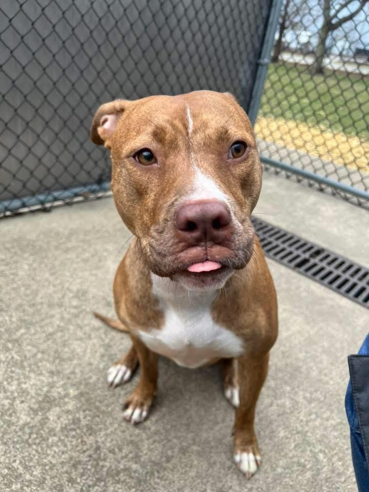 Enlarge Marilla, a ADOPTABLE Pit Bull Terrier in Chicago, IL image 4/5