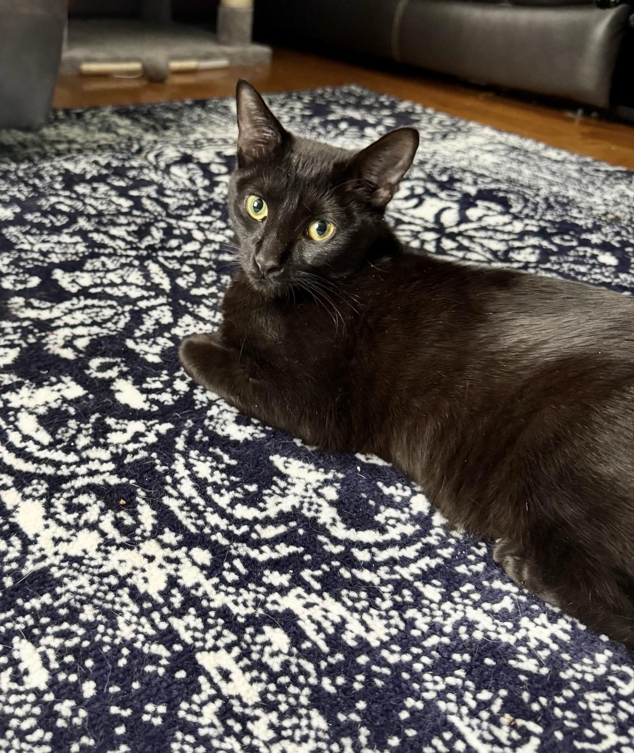 Dundee, adopted, Young Male Domestic Short Hair.