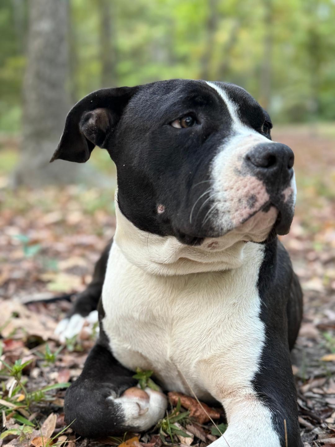 Enlarge Buddy Ray, a ADOPTABLE mixed breed in Carrollton, TX image 3/4
