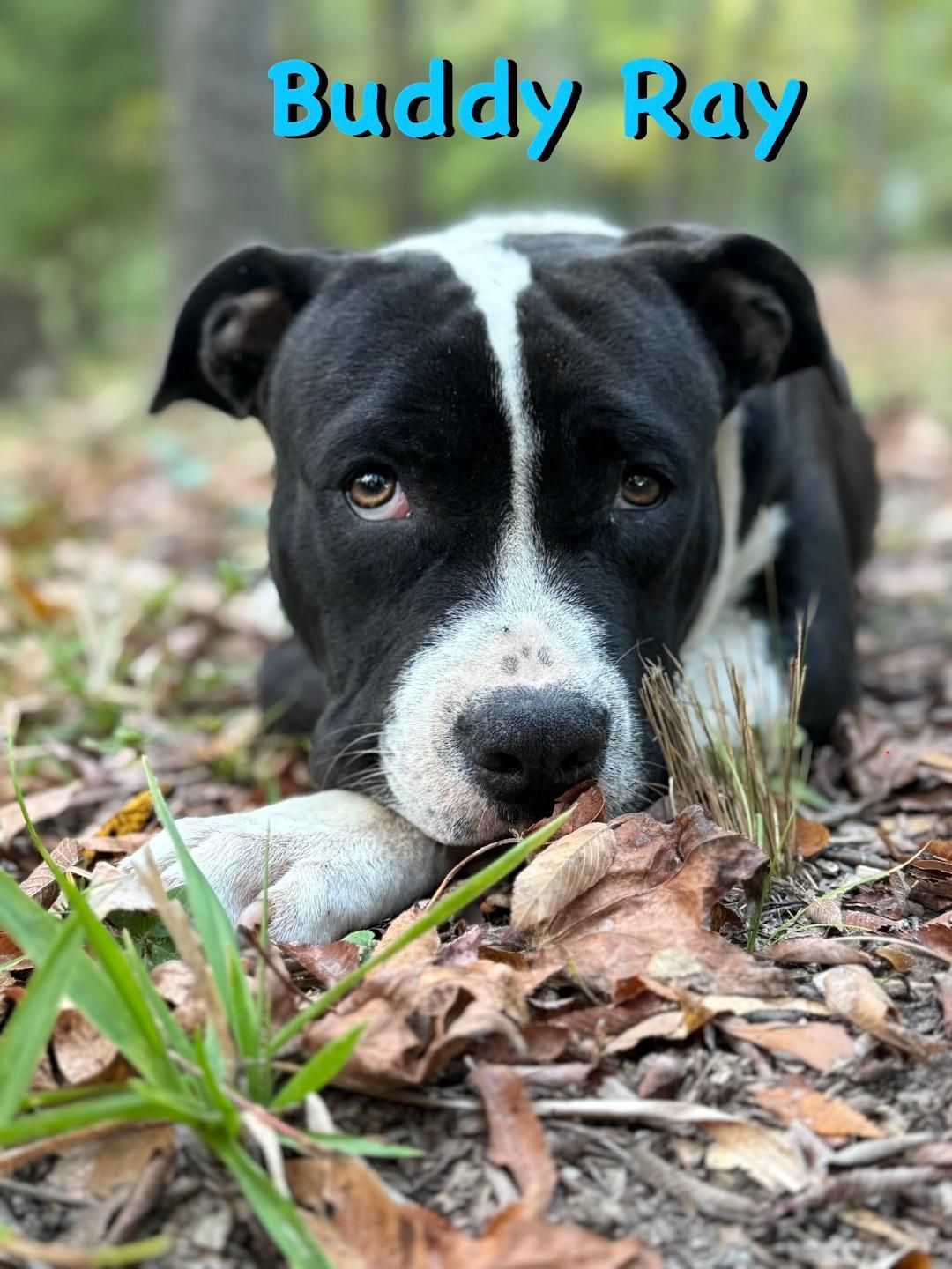 Enlarge Buddy Ray, a ADOPTABLE mixed breed in Carrollton, TX image 1/4