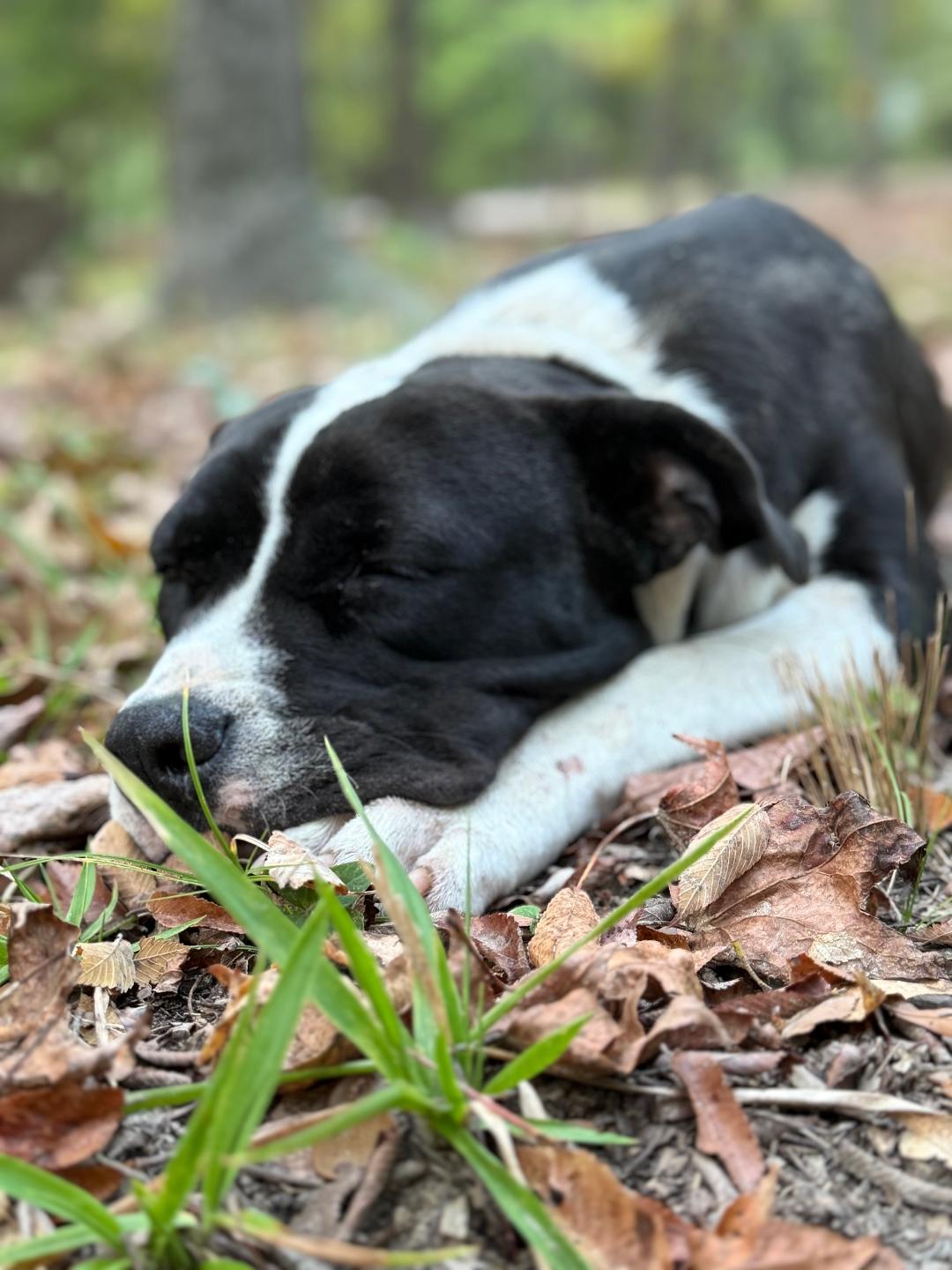 Enlarge Buddy Ray, a ADOPTABLE mixed breed in Carrollton, TX image 2/4
