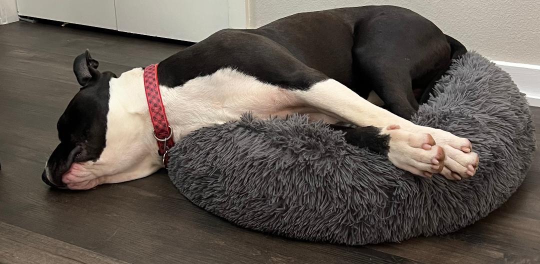 Enlarge Buddy Ray, a ADOPTABLE mixed breed in Carrollton, TX image 4/4