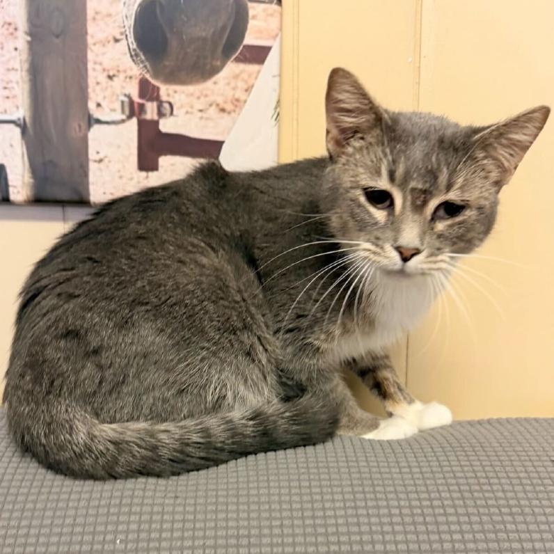 Enlarge Denver *Meet me at Plymouth Petsmart*, a Adoptable Domestic Short Hair in Buffalo, MN image 1/1