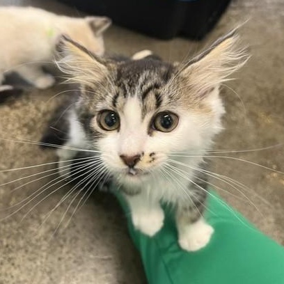 Slipper, an adopted Domestic Medium Hair in Portland, OR image 5/5