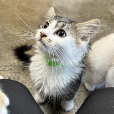 Slipper, an adopted Domestic Medium Hair in Portland, OR image 3/5