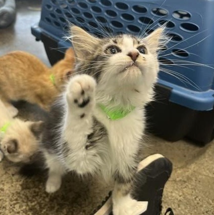 Slipper, an adopted Domestic Medium Hair in Portland, OR image 4/5