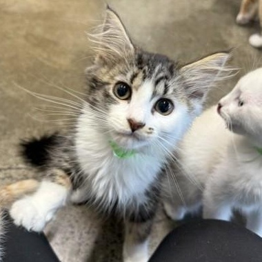 Slipper, an adopted Domestic Medium Hair in Portland, OR image 1/5
