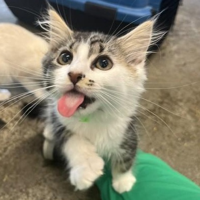Slipper, an adopted Domestic Medium Hair in Portland, OR image 2/5
