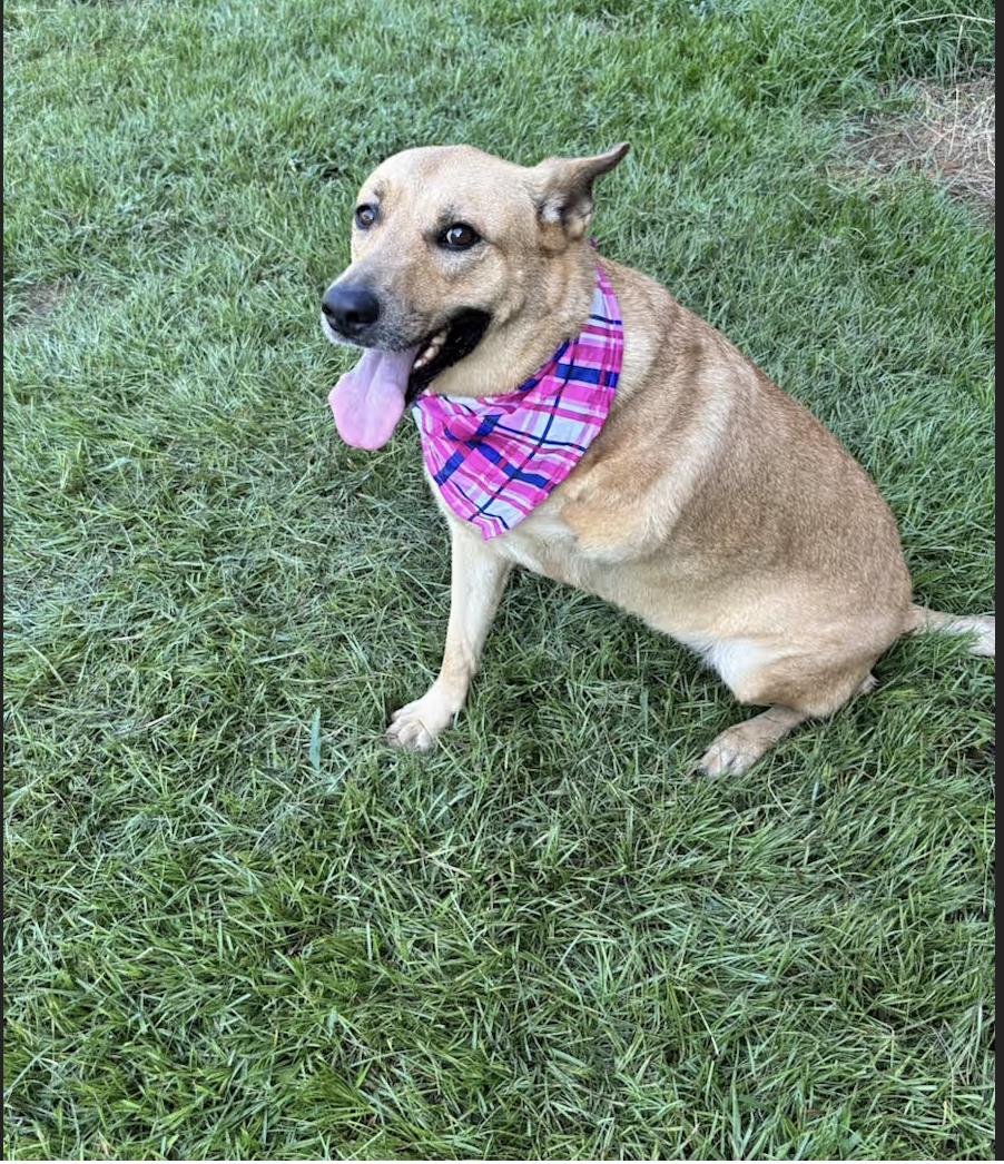 Wilma, Adoptable, Adult Female German Shepherd Dog.