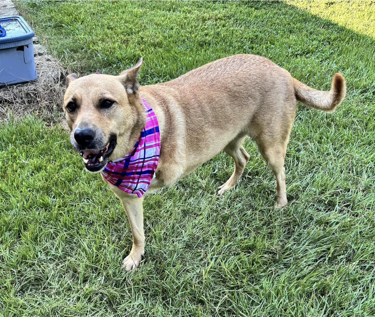 Enlarge Wilma, a Adoptable mixed breed in Pittsburgh, PA image 2/4