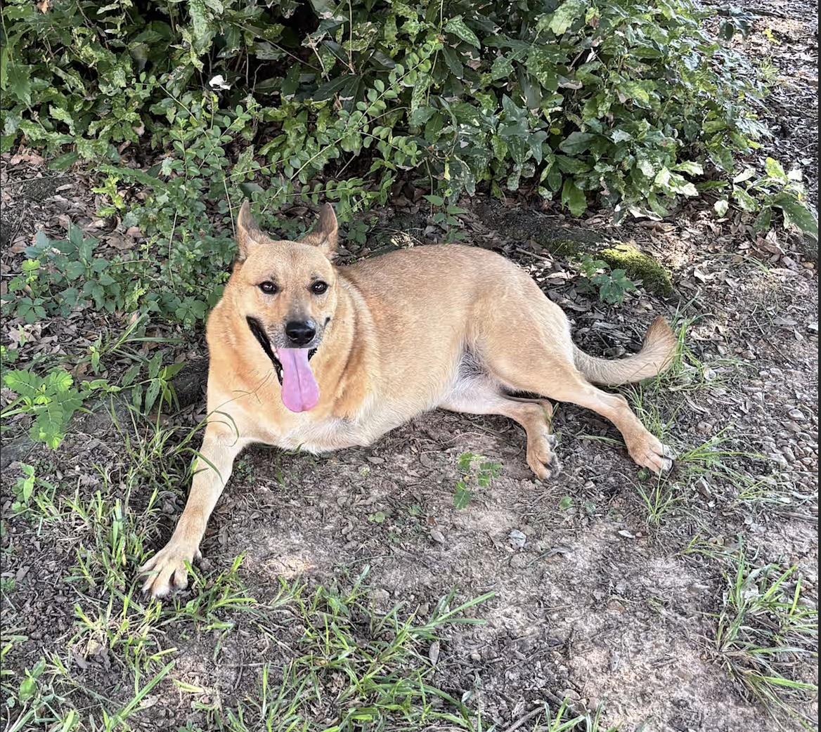 Enlarge Wilma, a Adoptable mixed breed in Pittsburgh, PA image 3/4