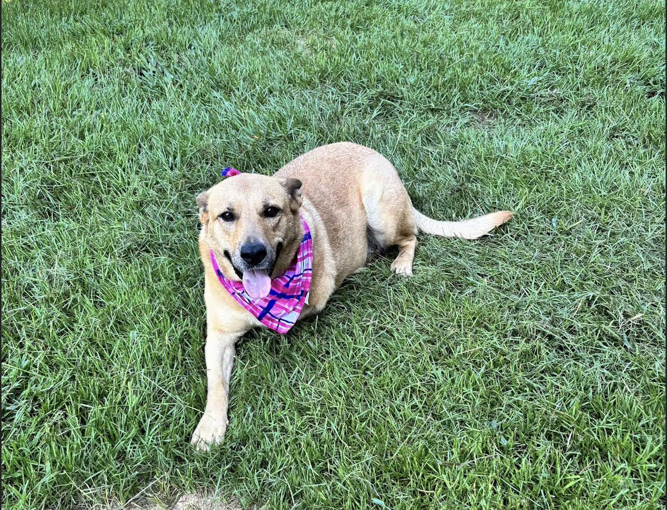 Enlarge Wilma, a Adoptable mixed breed in Pittsburgh, PA image 4/4