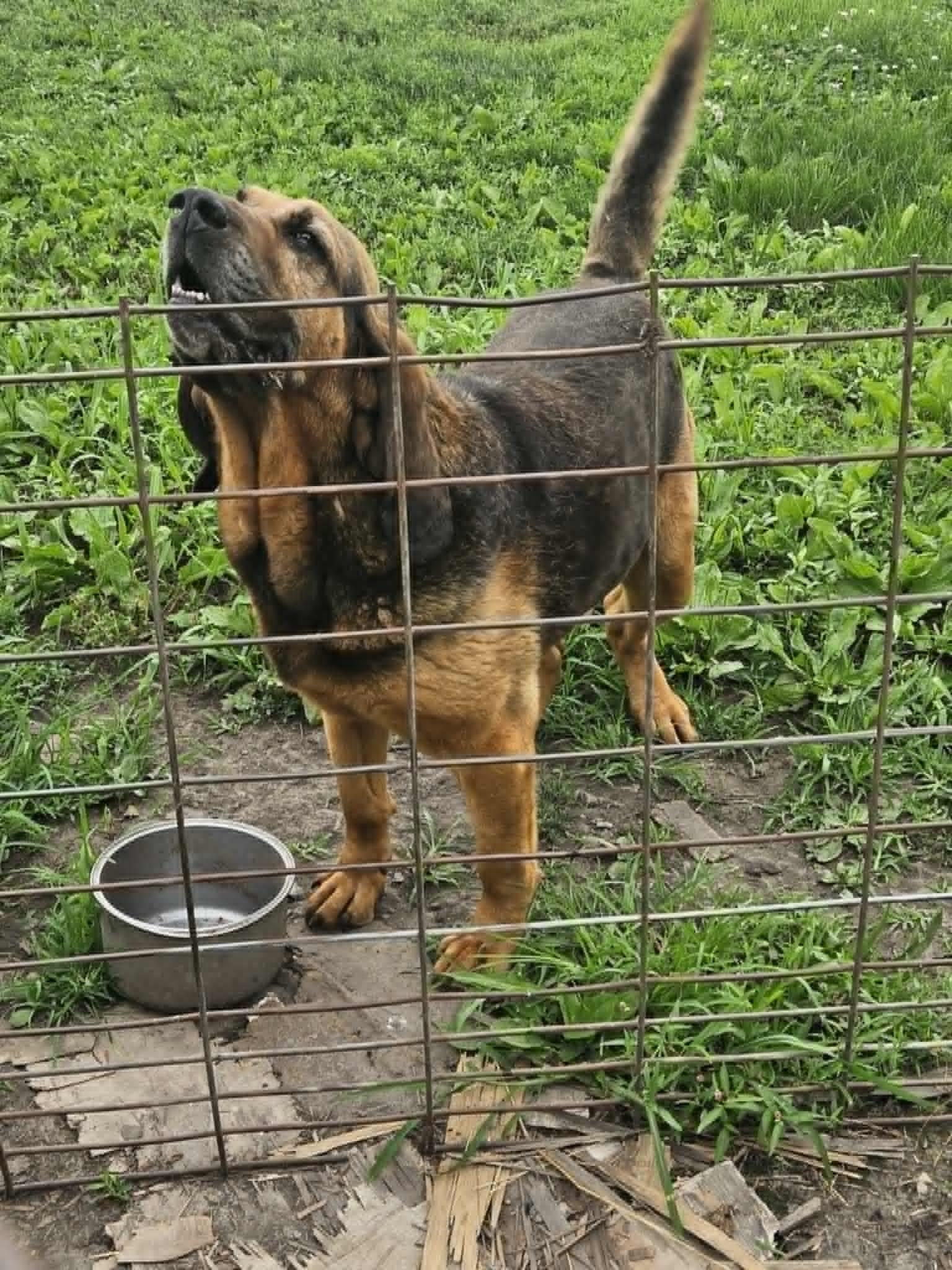 Barny, adopted, Senior Male Bloodhound.