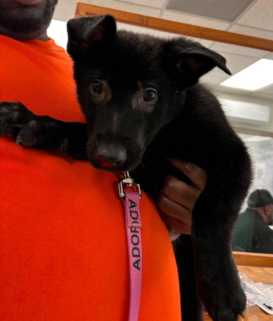 Blueberry, Adoptable, Puppy Female German Shepherd Dog & Black Labrador Retriever.