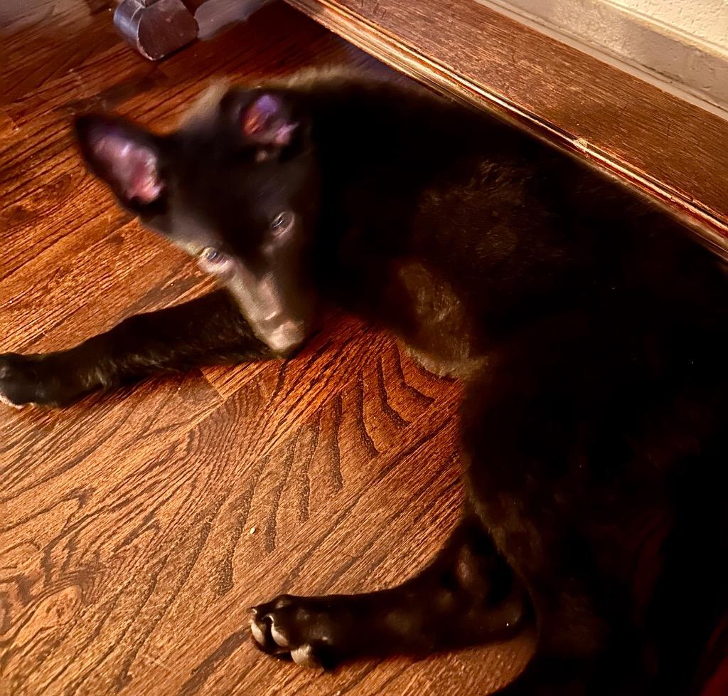 Blueberry — thumbnail 2