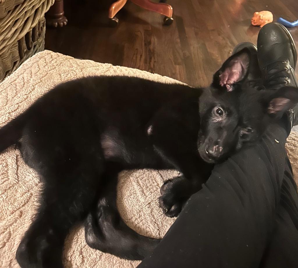 Enlarge Blueberry, a Adoptable mixed breed in Newnan, GA image 3/4