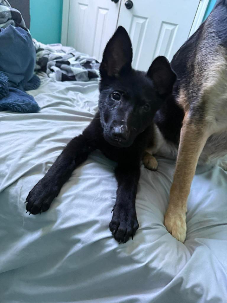 Blueberry — thumbnail 4