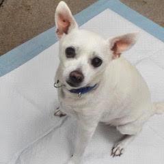 Lola Belle--Comes With Vet Care Support for Life!