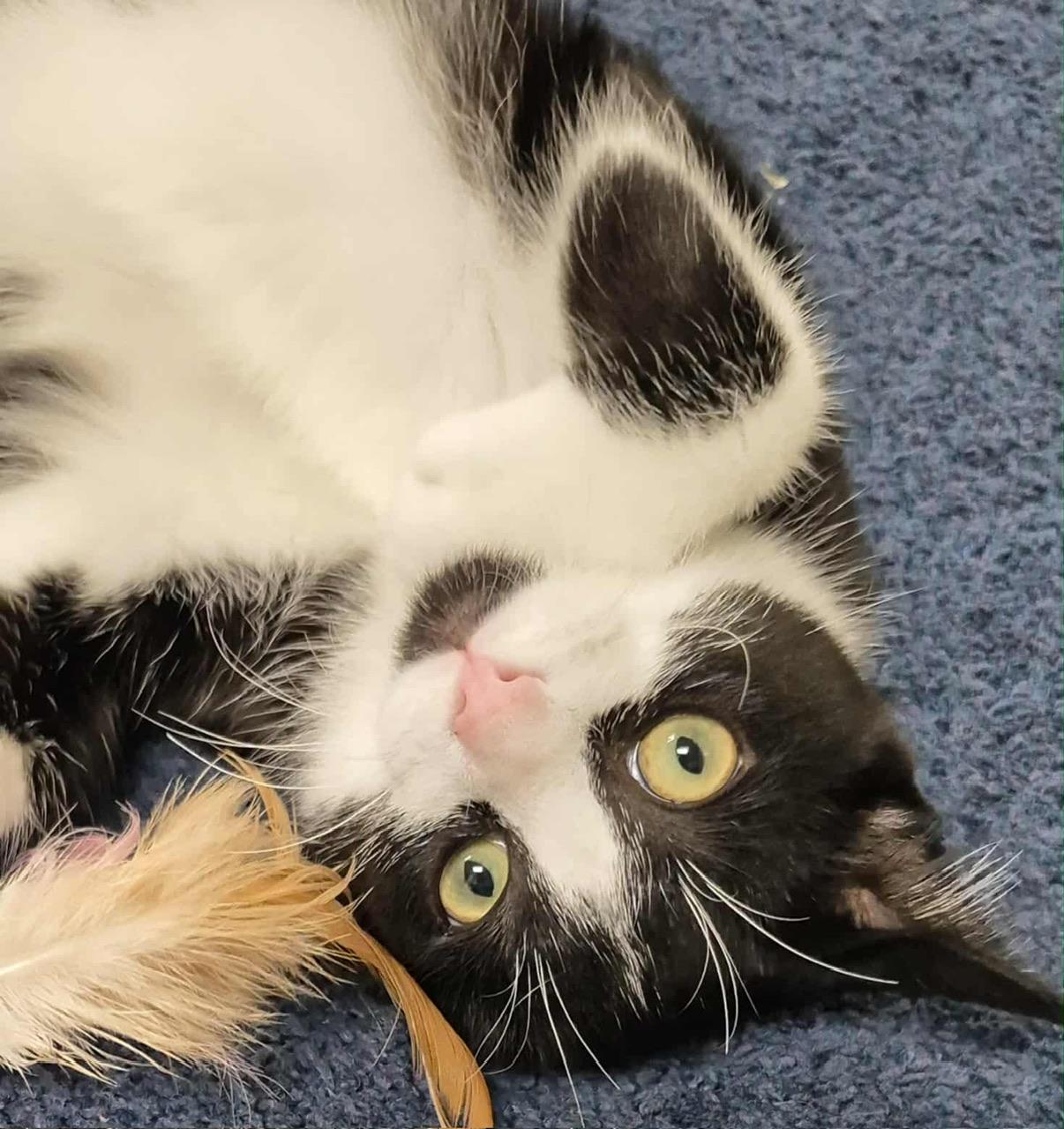 Thelma, a Adoptable Domestic Short Hair in Hollister, CA image 2/4