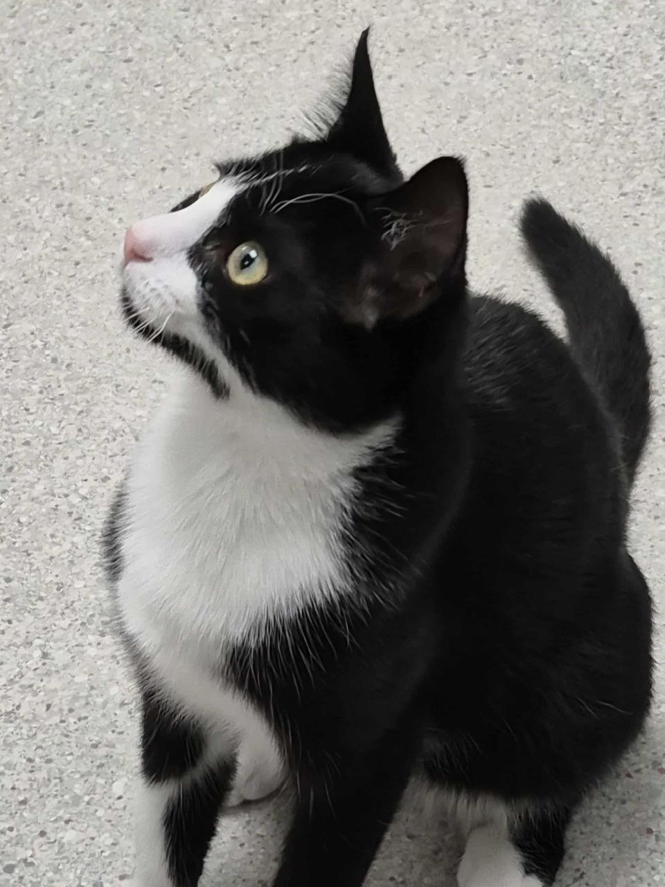 Thelma, a Adoptable Domestic Short Hair in Hollister, CA image 4/4