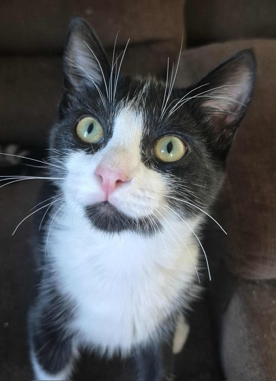 Thelma, Adoptable, Young Female Domestic Short Hair.