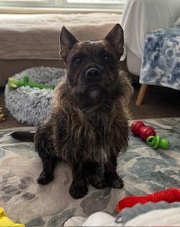 Enlarge FIG, a Adoptable mixed breed in Richmond, VA image 1/3