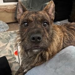 Enlarge FIG, a Adoptable mixed breed in Richmond, VA image 2/3