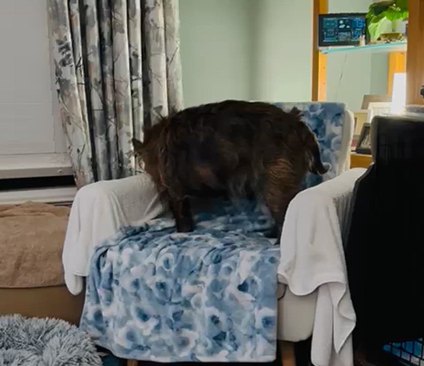 Enlarge FIG, a Adoptable mixed breed in Richmond, VA video 3/3