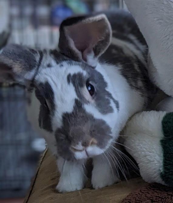 Enlarge Izzie and Poppy, a Adopted mixed breed in Sammamish, WA image 4/5
