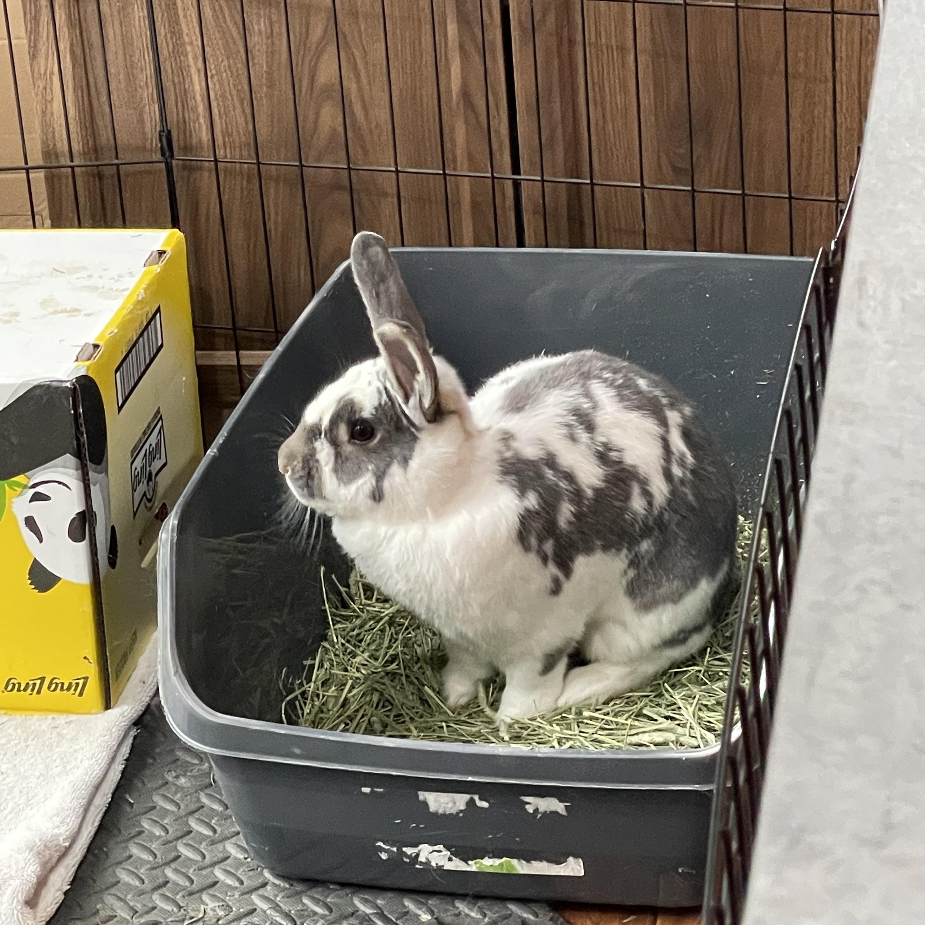 Enlarge Izzie and Poppy, a Adopted mixed breed in Sammamish, WA image 5/5
