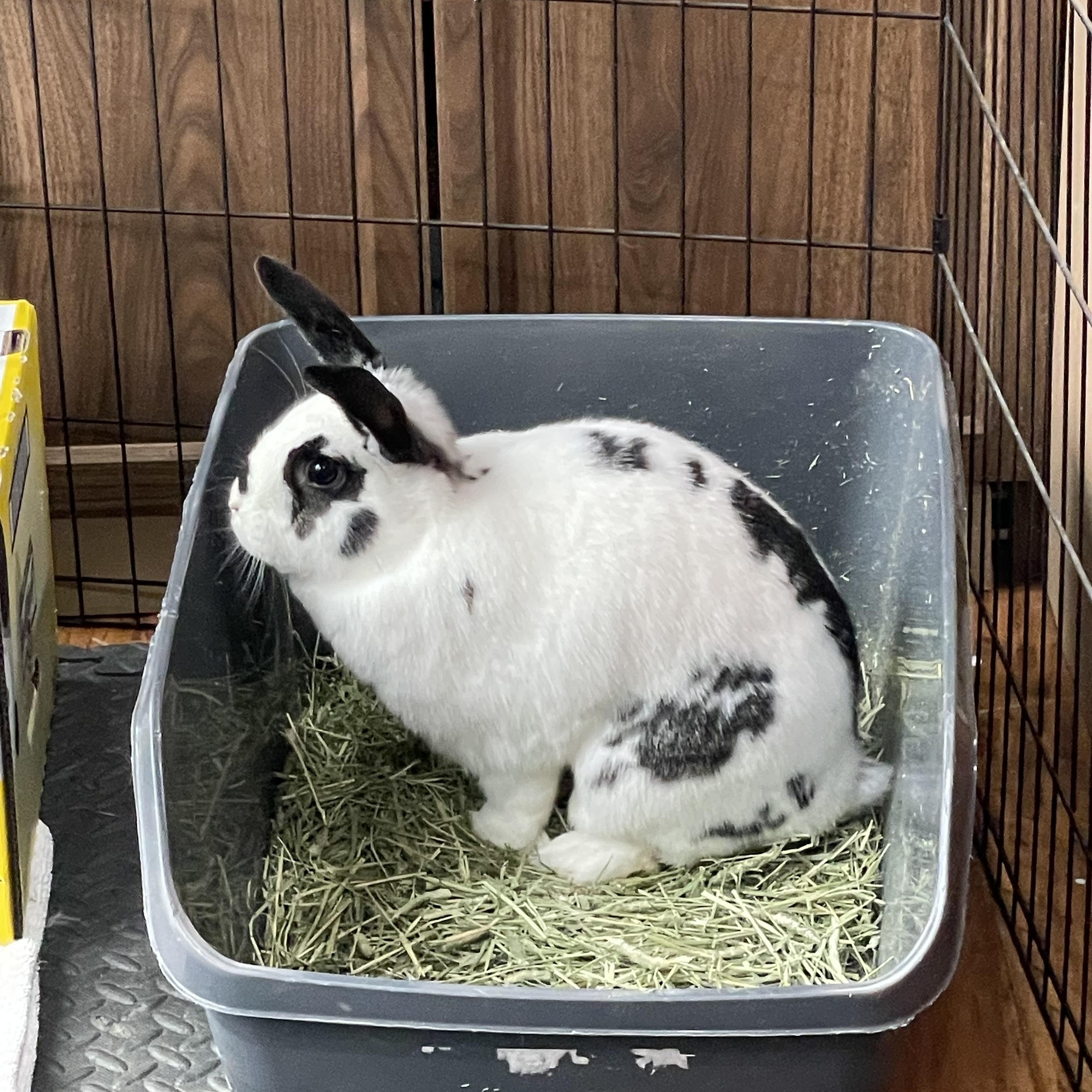 Enlarge Izzie and Poppy, a Adopted mixed breed in Sammamish, WA image 3/5