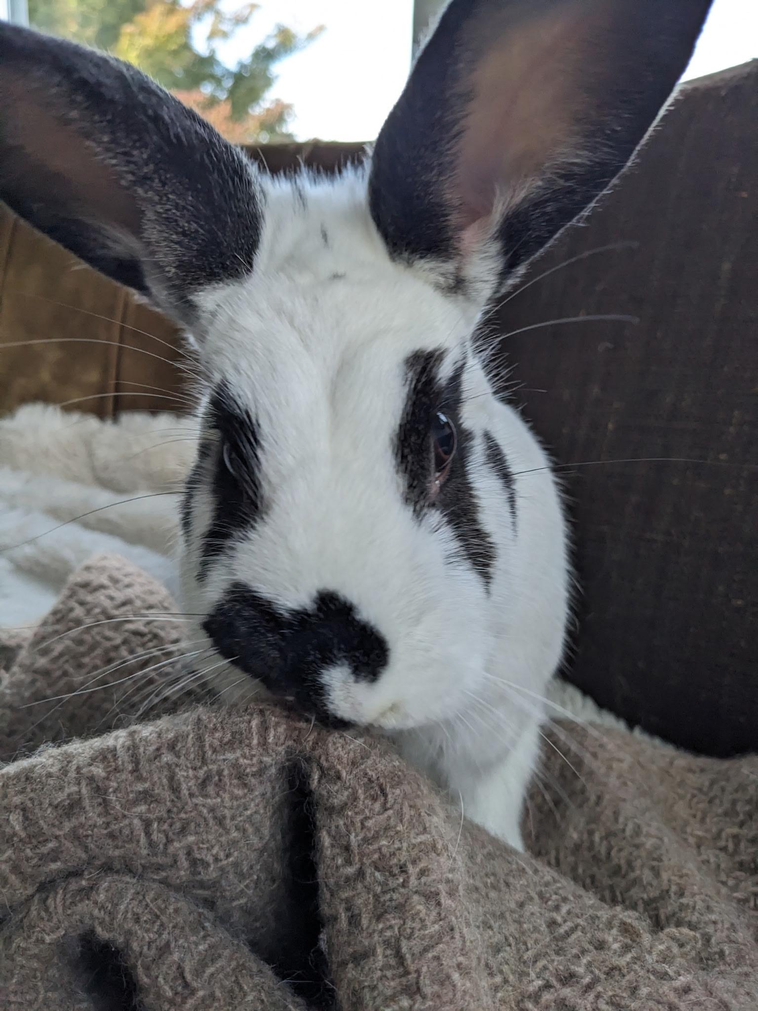 Enlarge Izzie and Poppy, a Adopted mixed breed in Sammamish, WA image 2/5