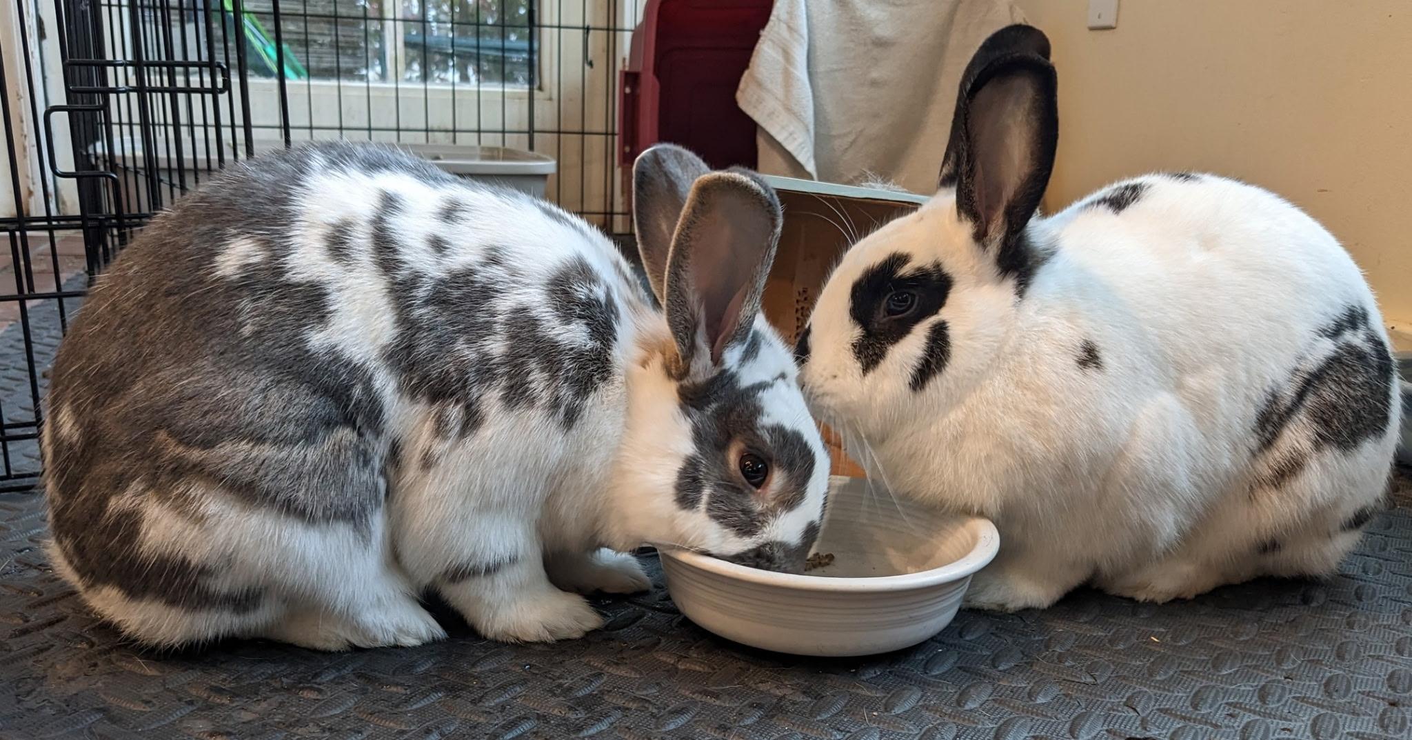 Izzie and Poppy, Adopted, Adult Female Bunny Rabbit & American.
