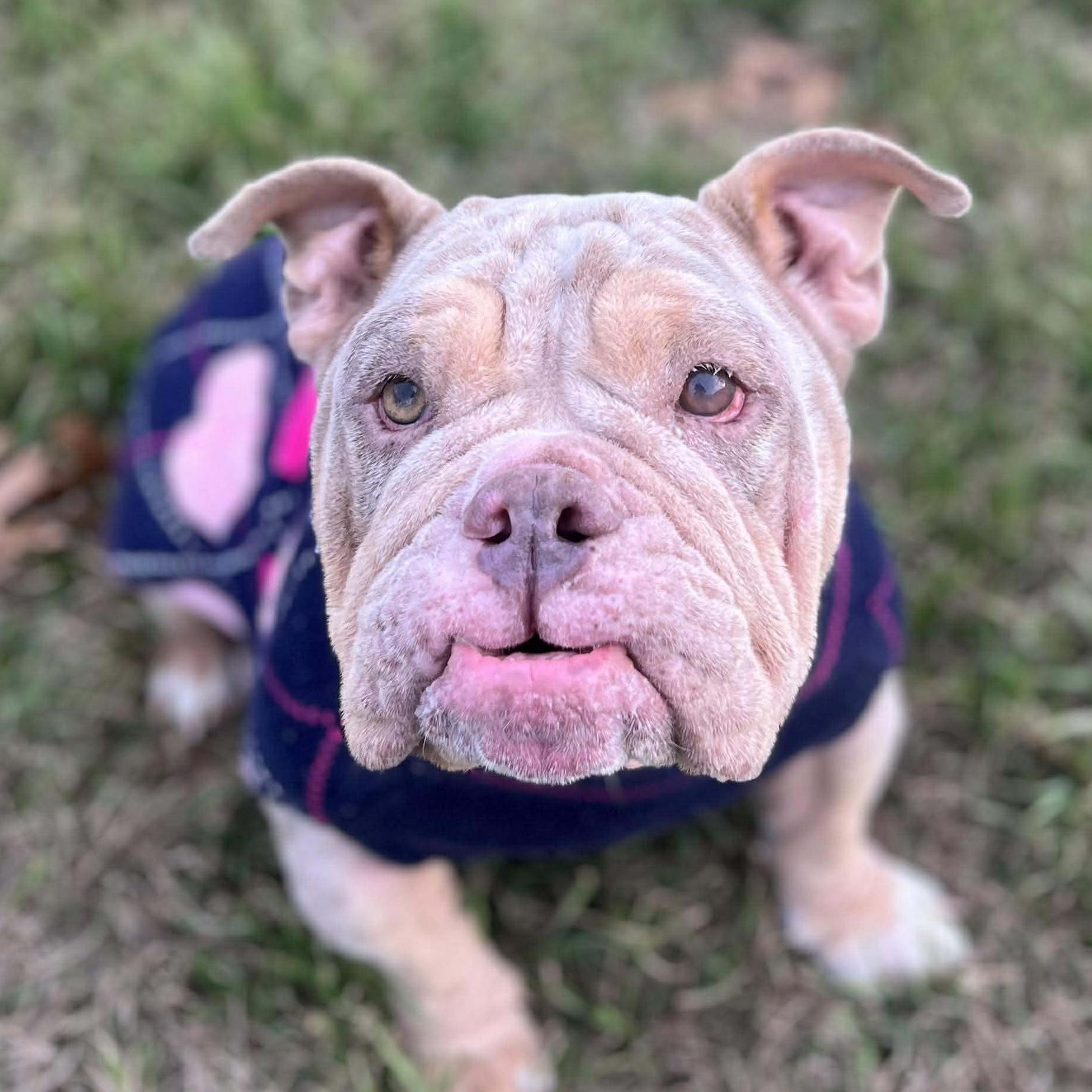 Sadie — thumbnail 2