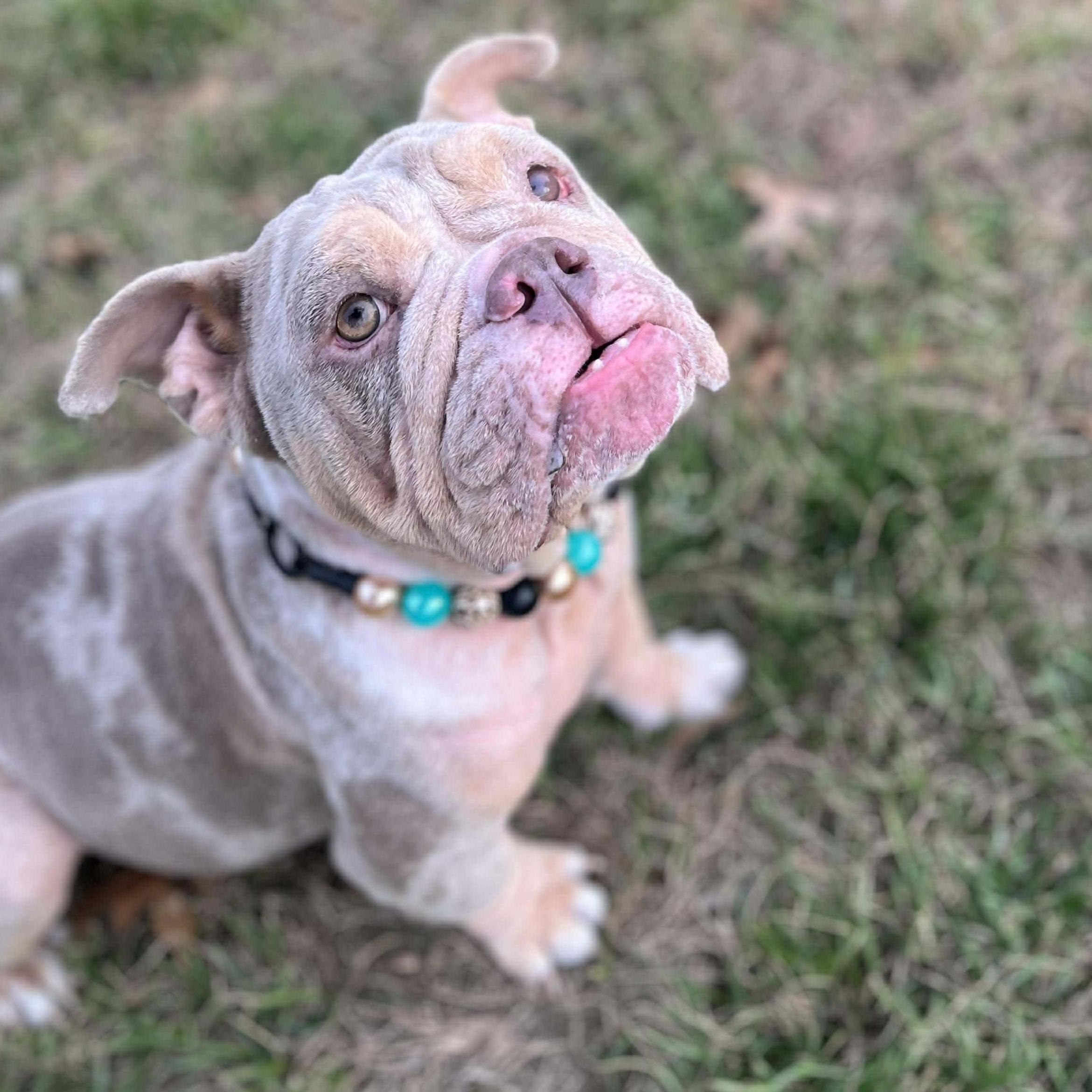 Enlarge Sadie, a ADOPTABLE English Bulldog in Bryan, TX image 2/5