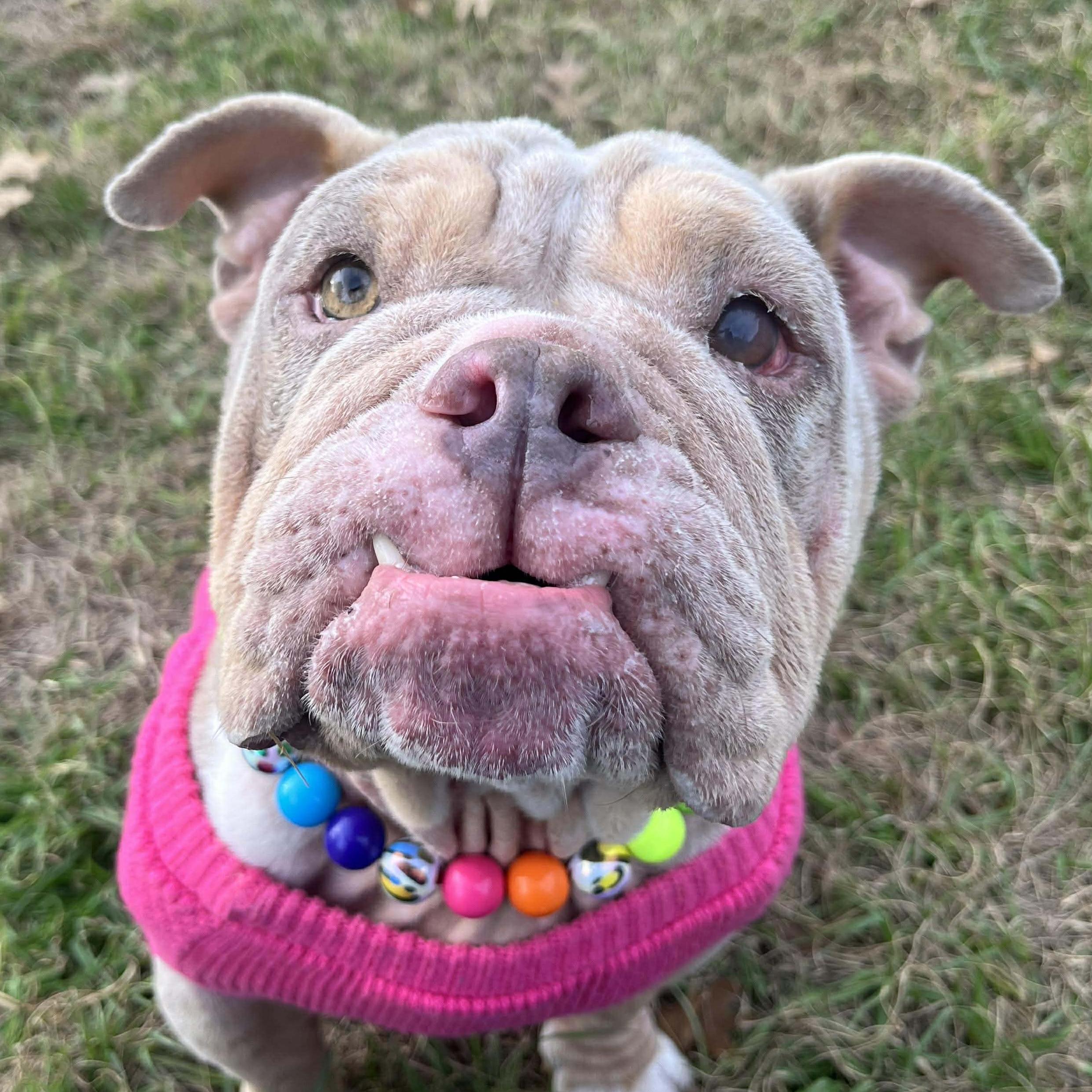 Sadie, ADOPTABLE, Senior Female English Bulldog.
