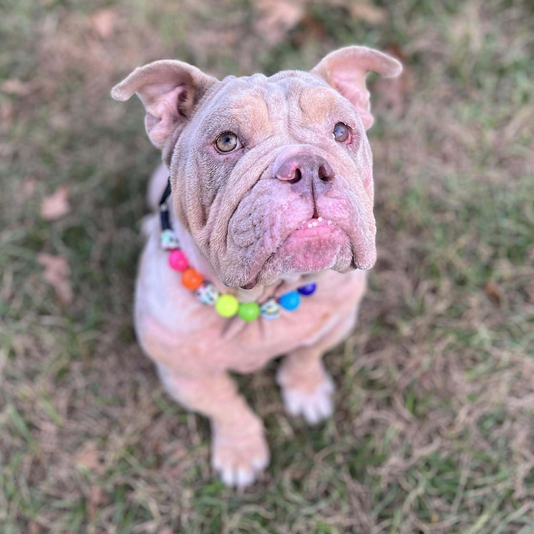 Enlarge Sadie, a ADOPTABLE English Bulldog in Bryan, TX image 3/5