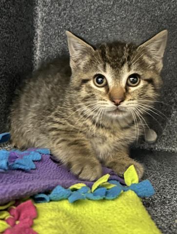 DOWNSPOUT, Adoptable, Kitten Male Domestic Short Hair.