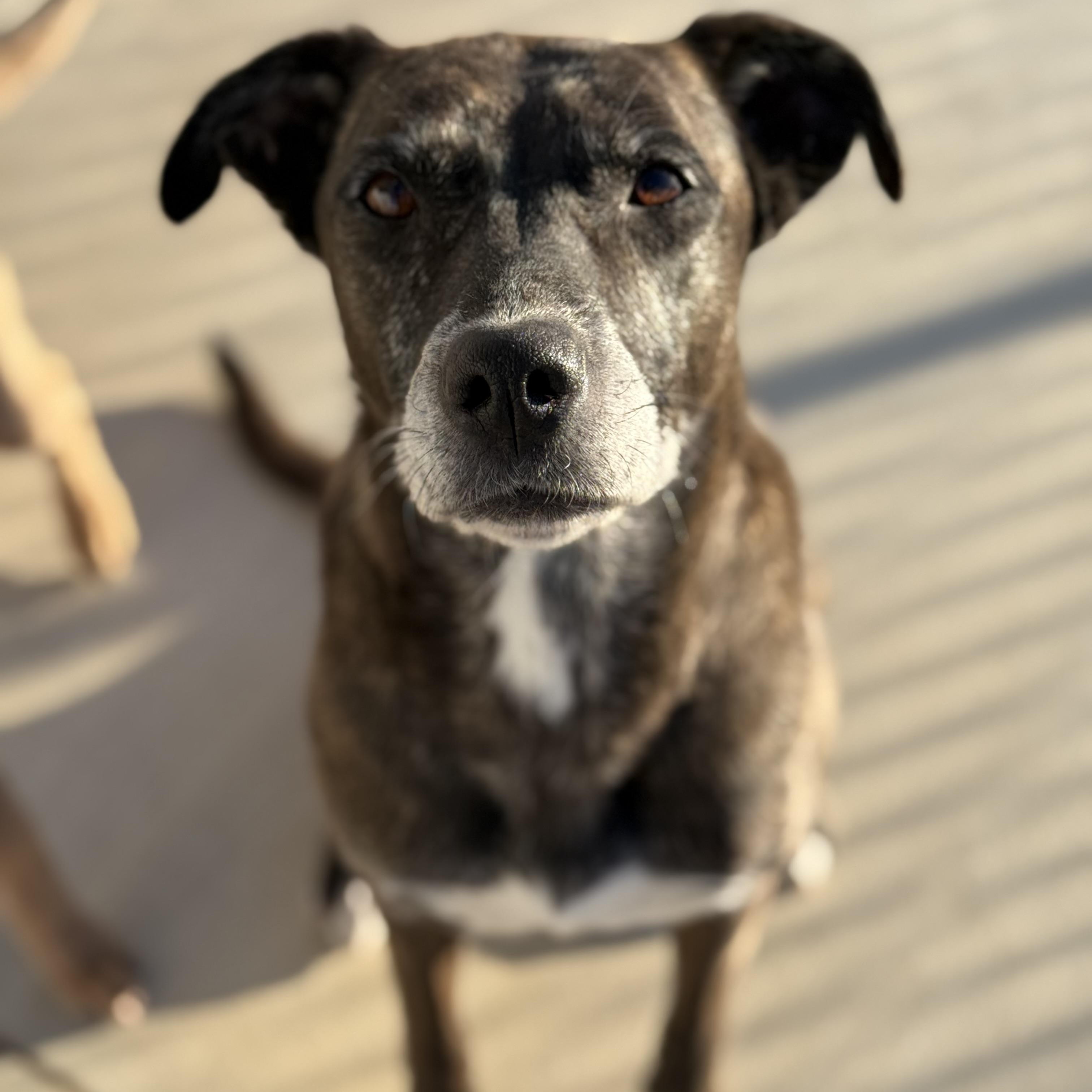 Enlarge Belle, a Adoptable mixed breed in Palmdale, CA image 4/5