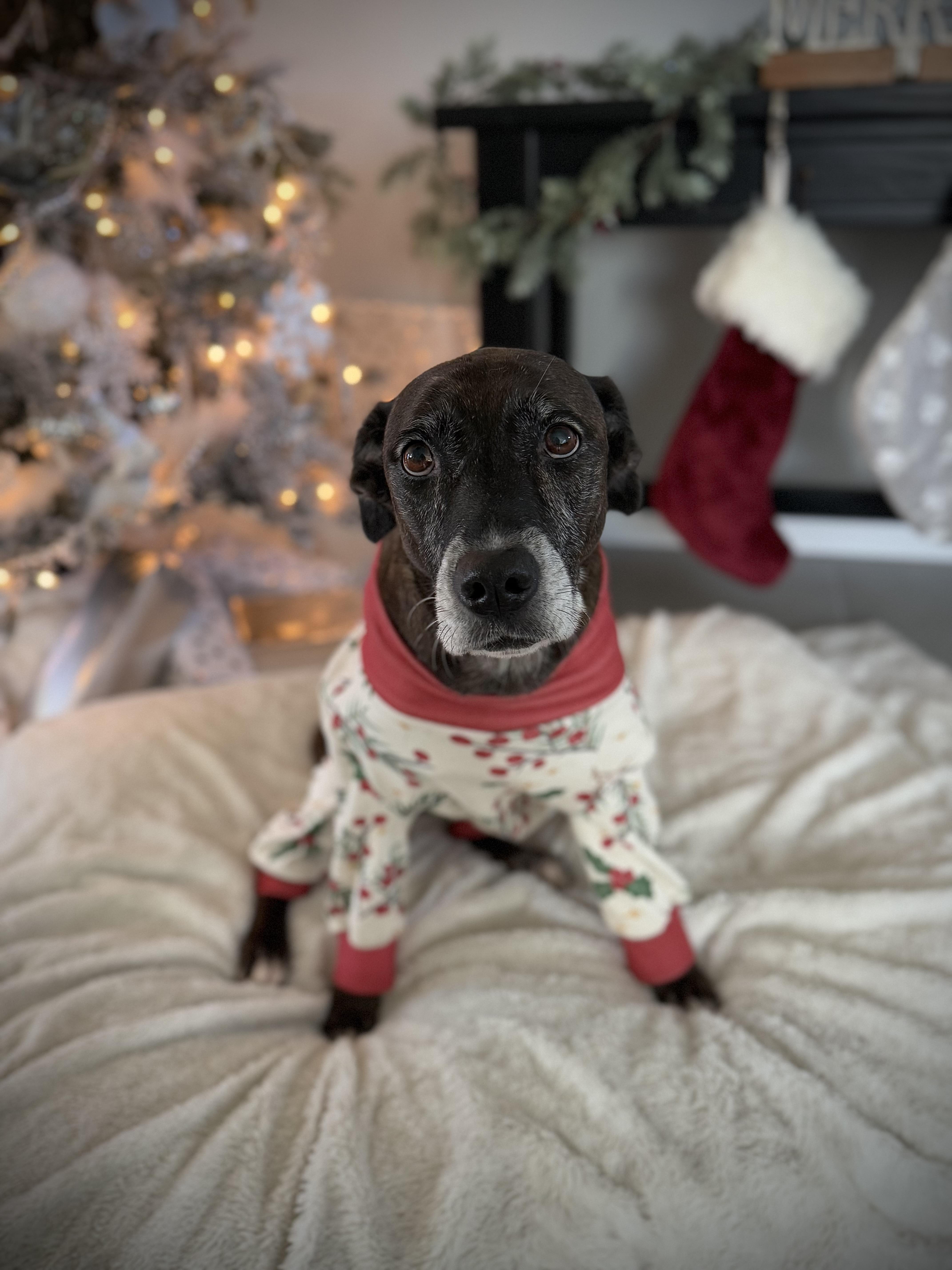 Enlarge Belle, a Adoptable mixed breed in Palmdale, CA image 1/5