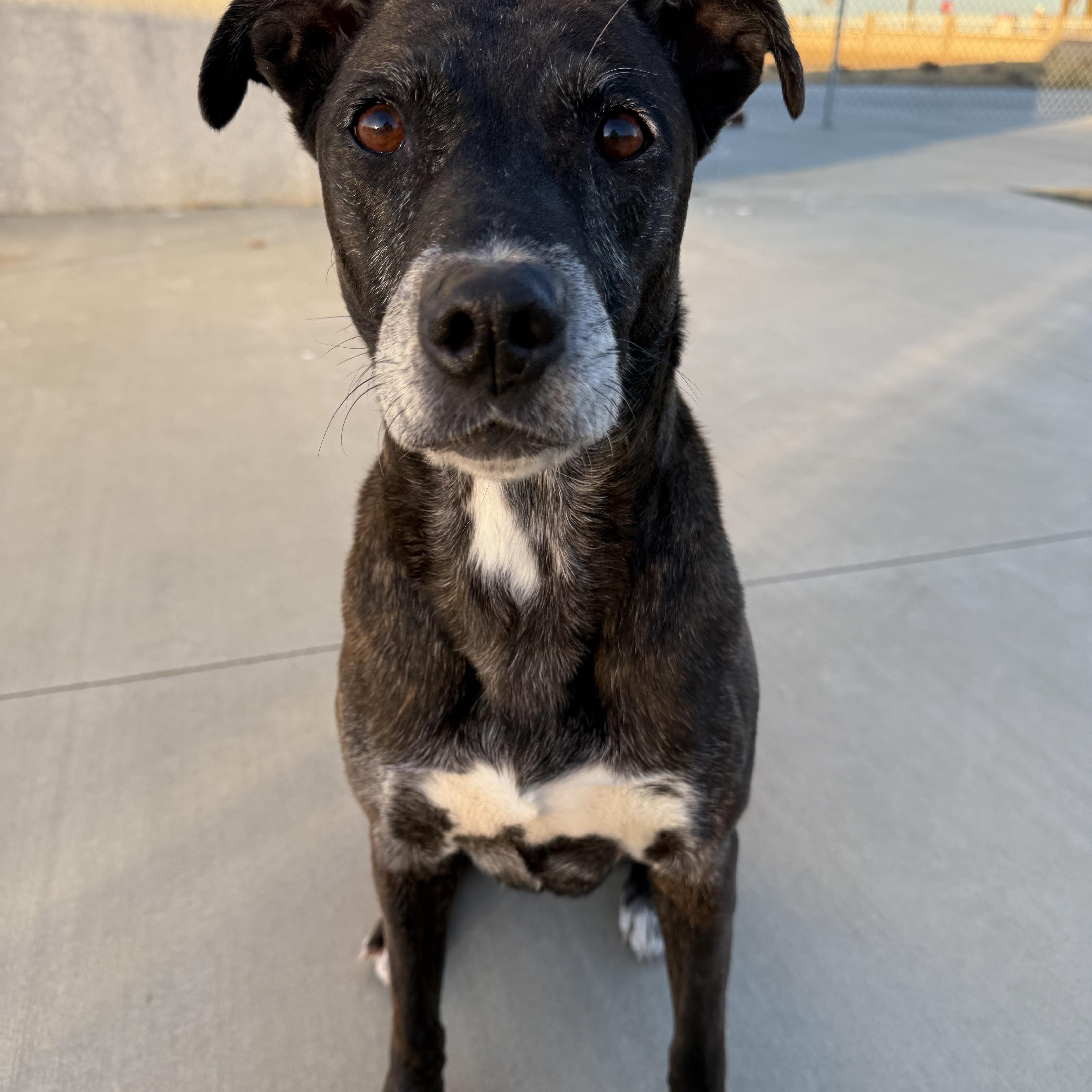 Belle, Senior Female Black Labrador Retriever